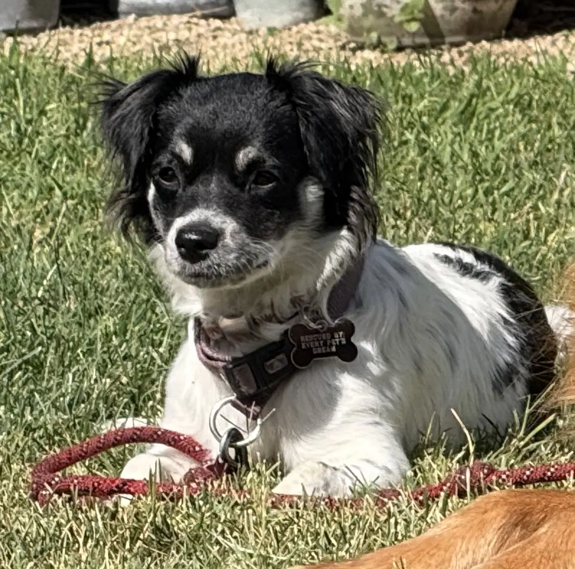 Ashley - Spaniel