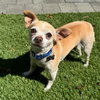 Runt - Photo 1