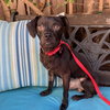 Roscoe - Photo 3
