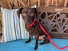 Roscoe - Photo 4