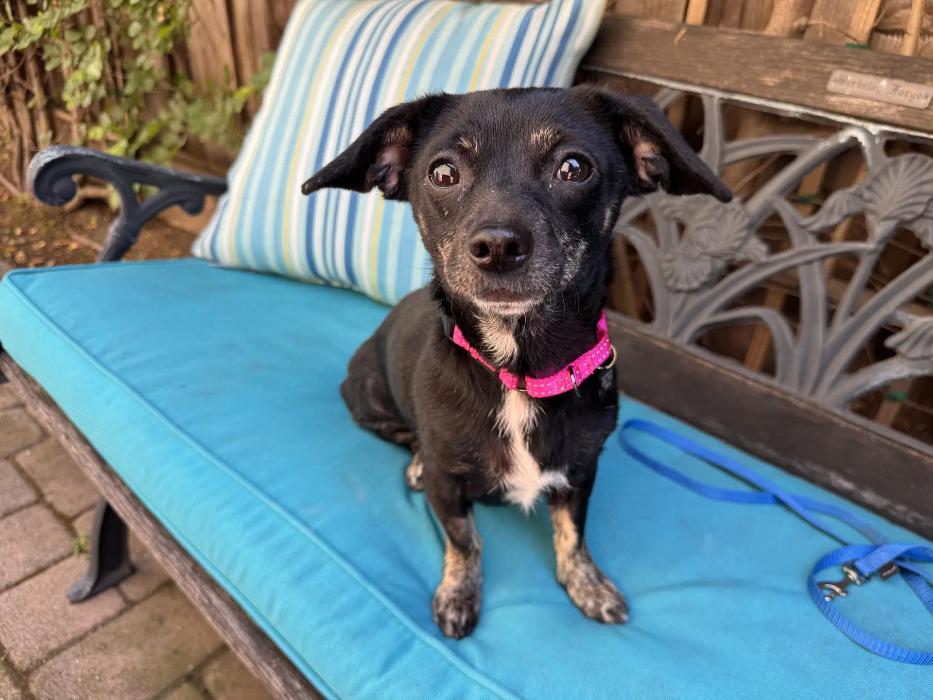Maisy - Chihuahua