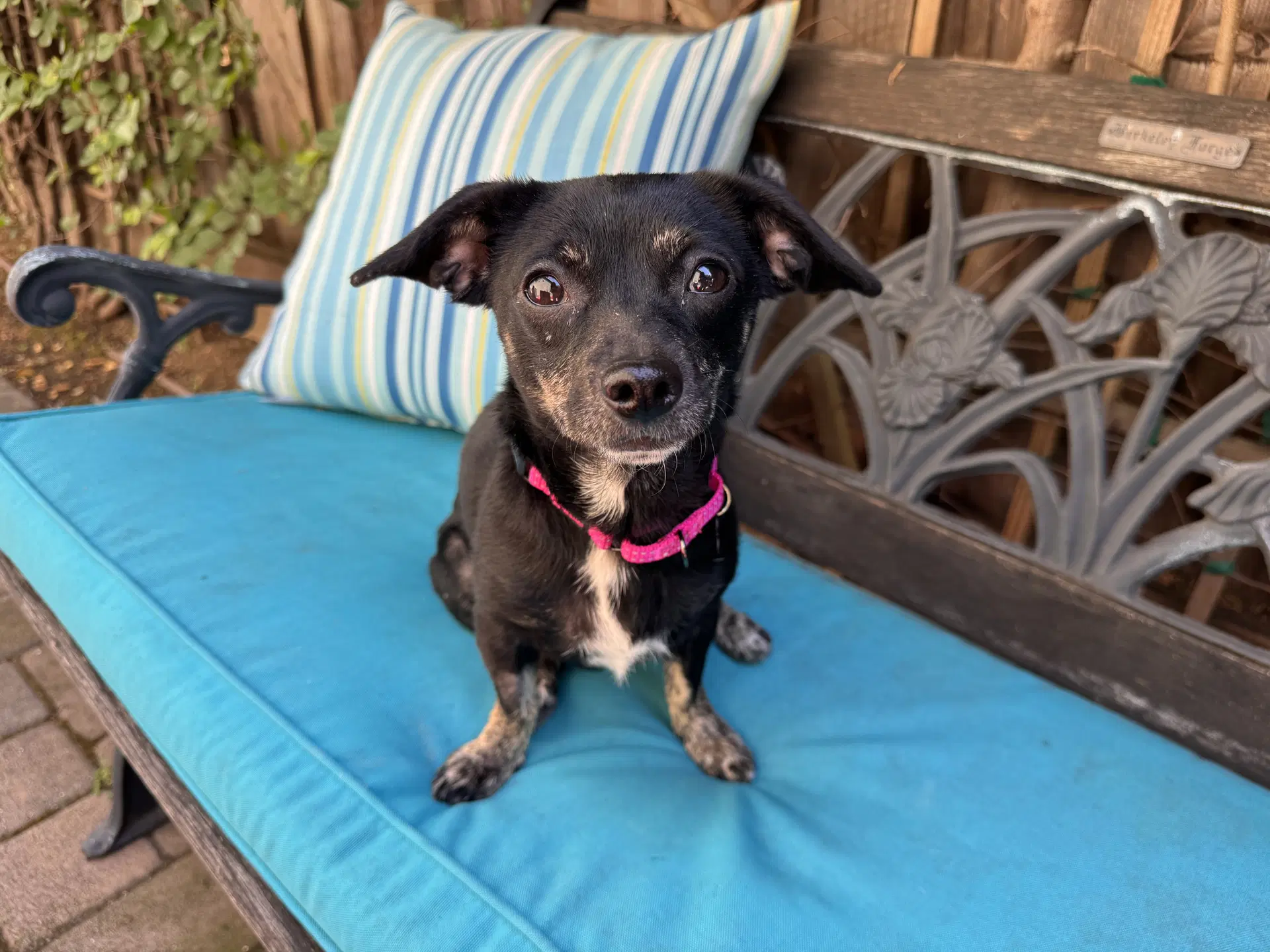 Maisy image 2