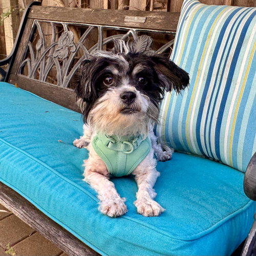 Wiggles, an adoptable Havanese in Santa Clara, CA