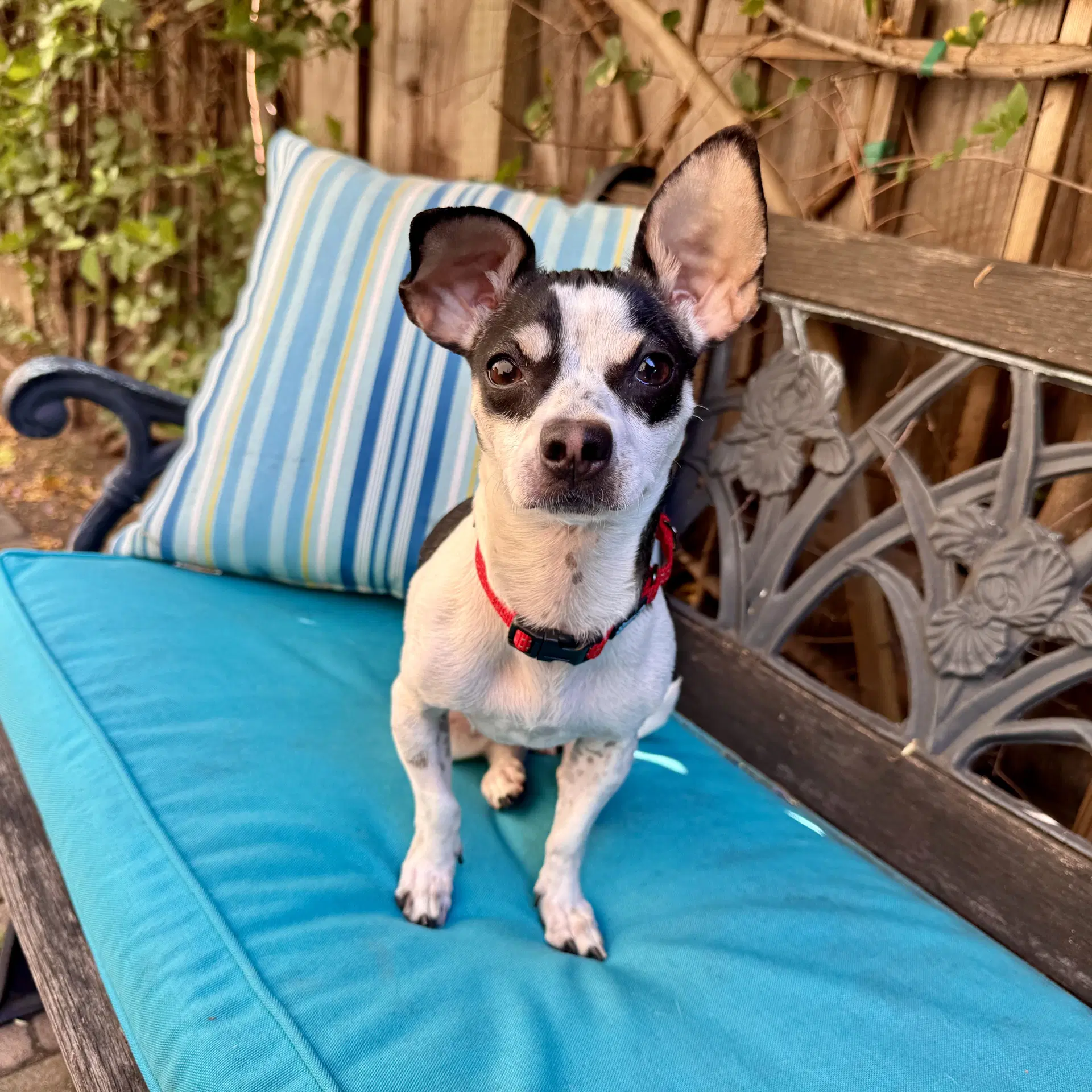 Dottie - Chihuahua