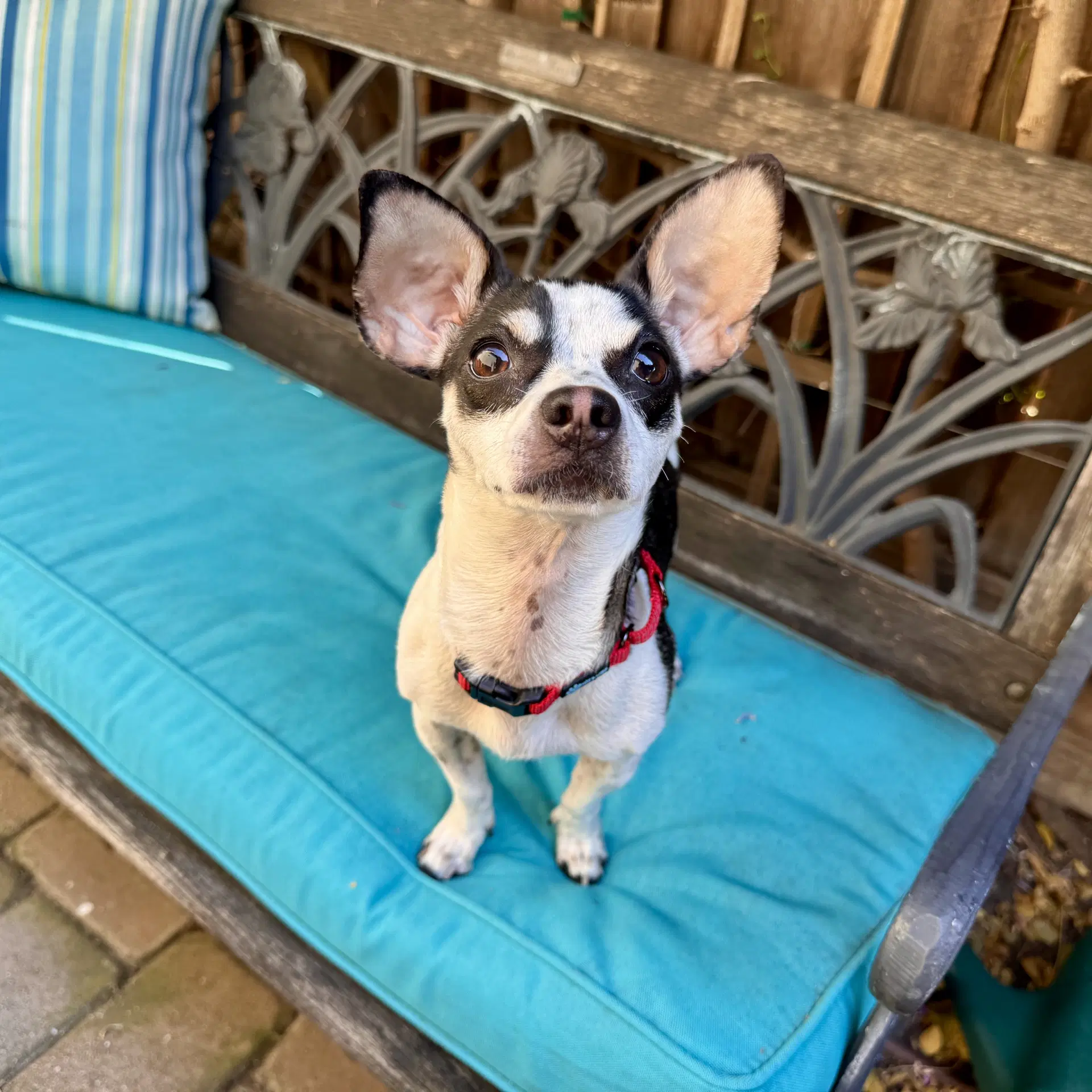 Dottie image 2