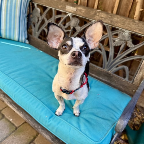 Dottie photo 2