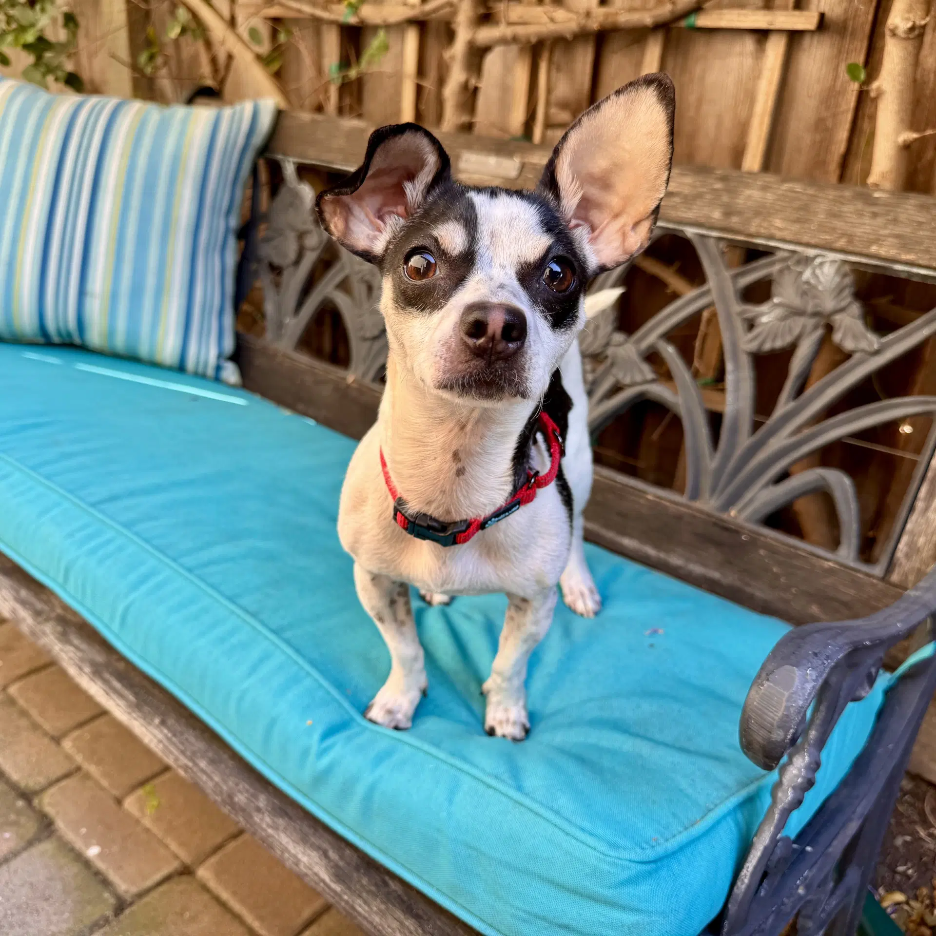 Dottie image 3