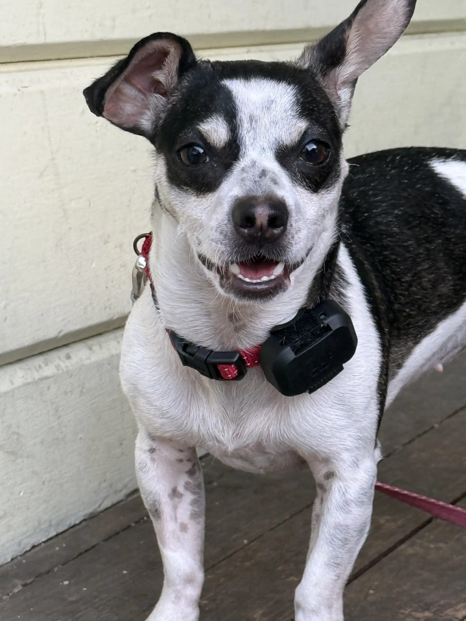 Dottie image 4