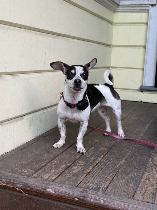 Dottie photo 6