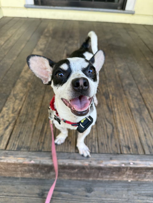 Dottie photo 7