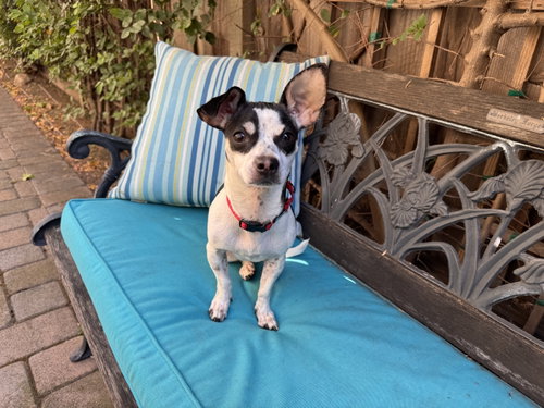Dottie photo 8