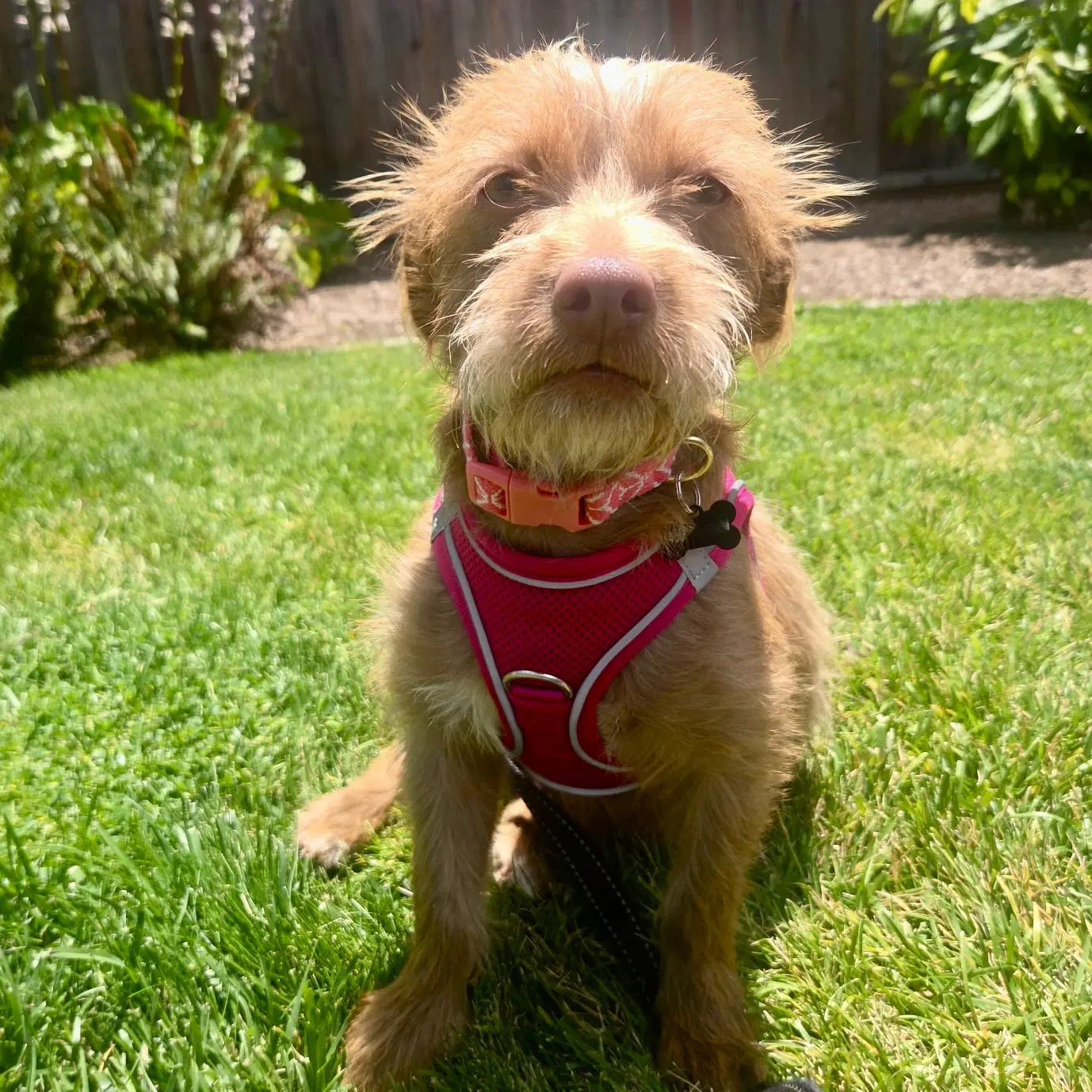 Niffty image 2