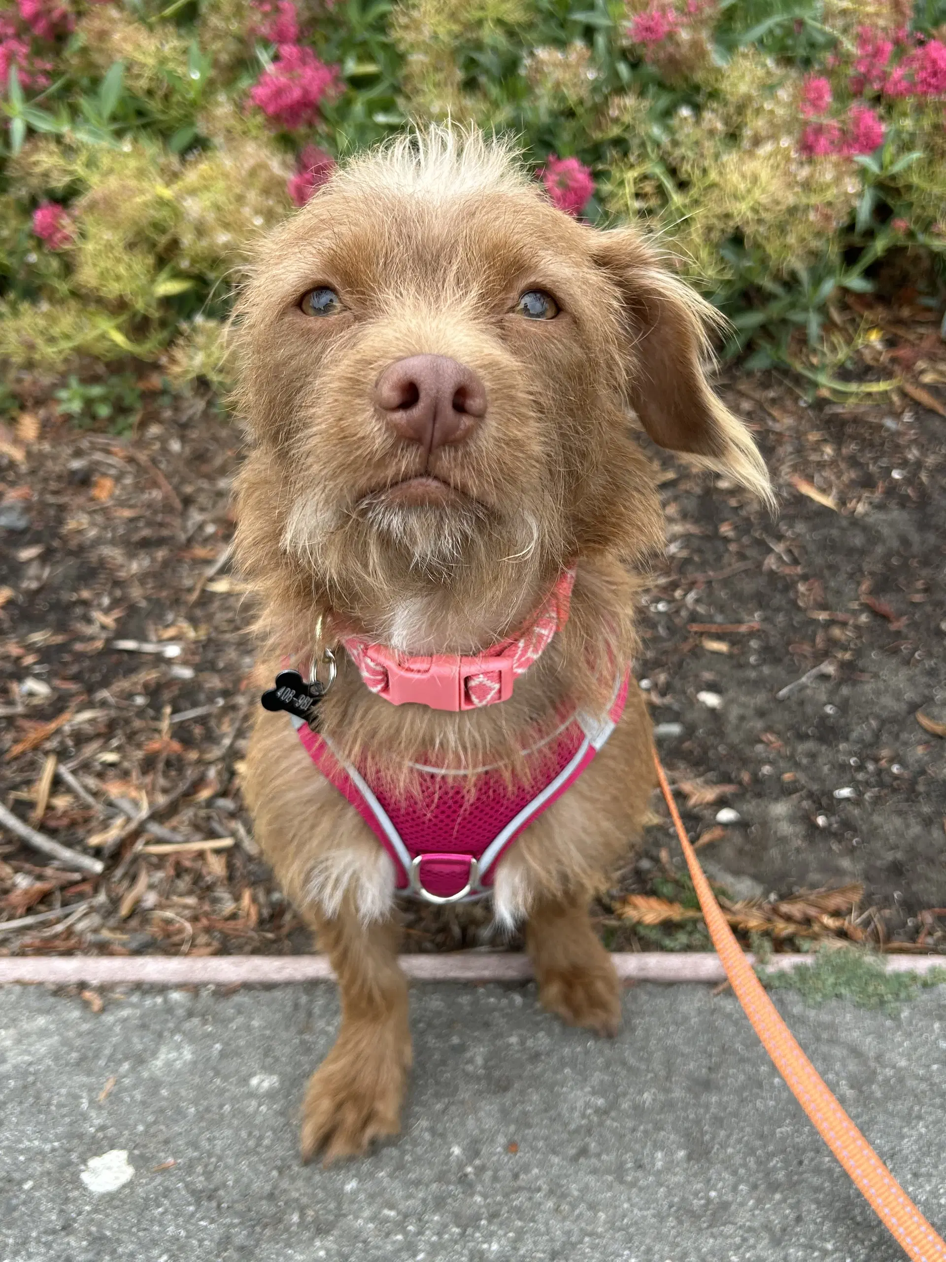 Niffty - Terrier