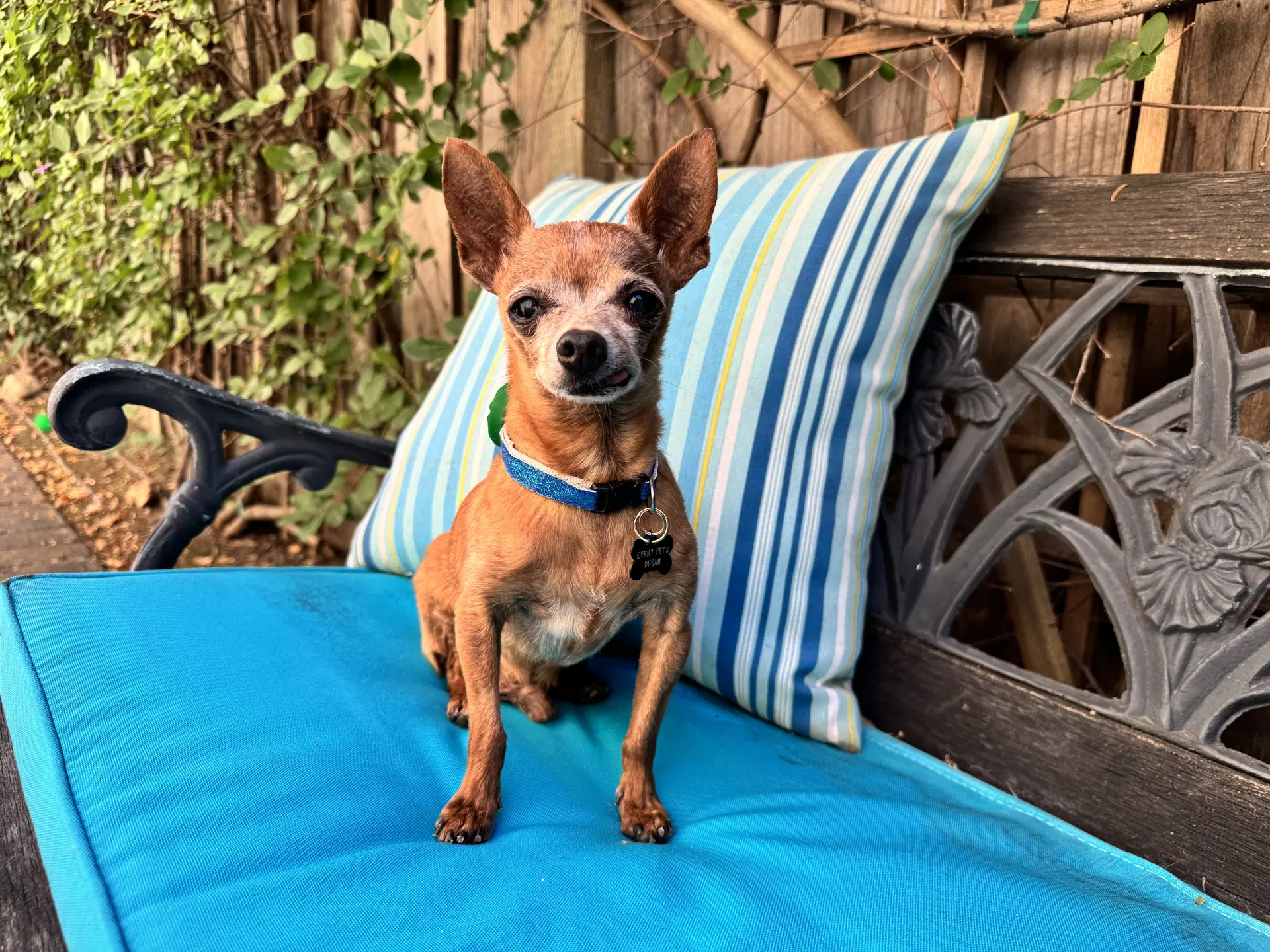 Buddy Boy - Chihuahua