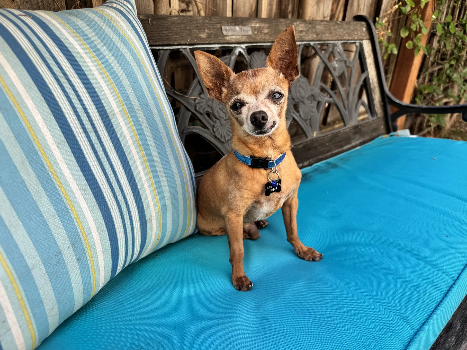 Buddy Boy image 2