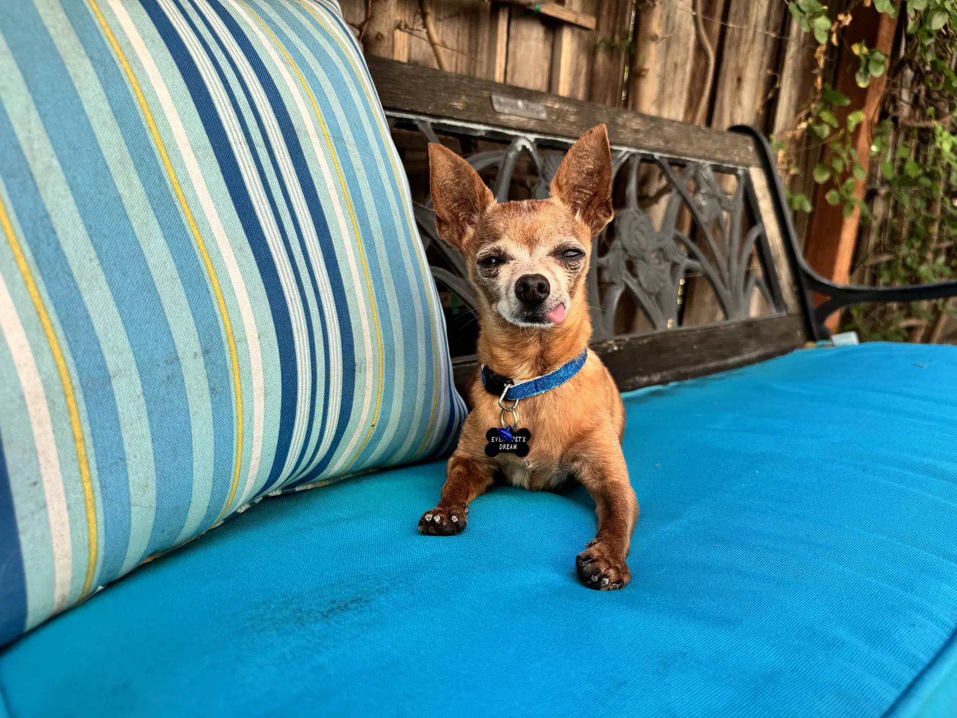Buddy Boy image 3