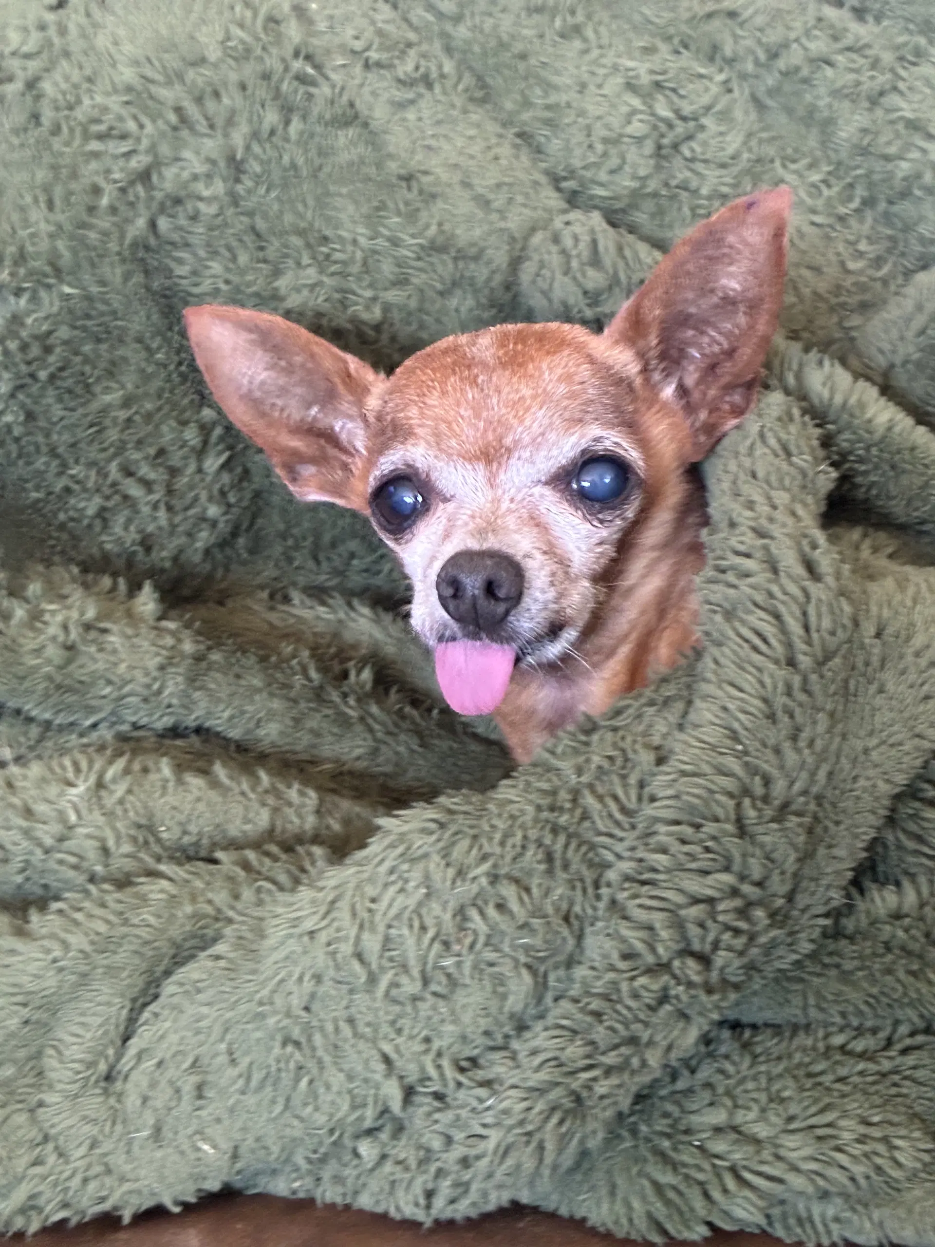Buddy Boy image 4