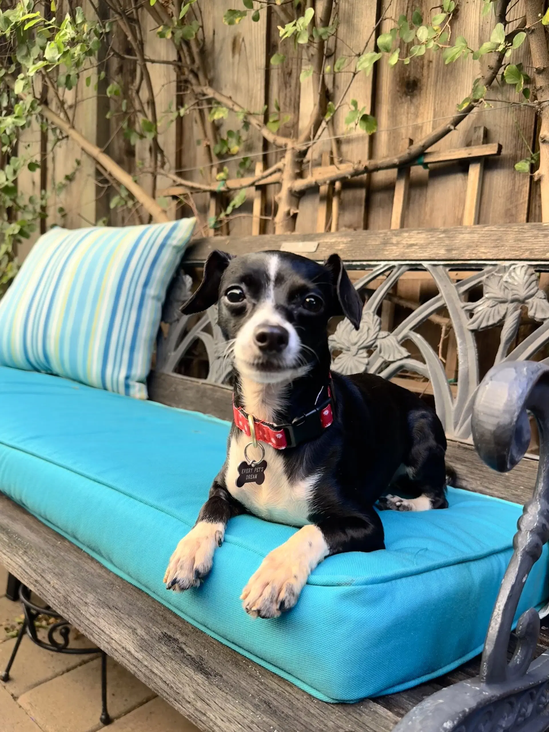 Wendy - Chihuahua