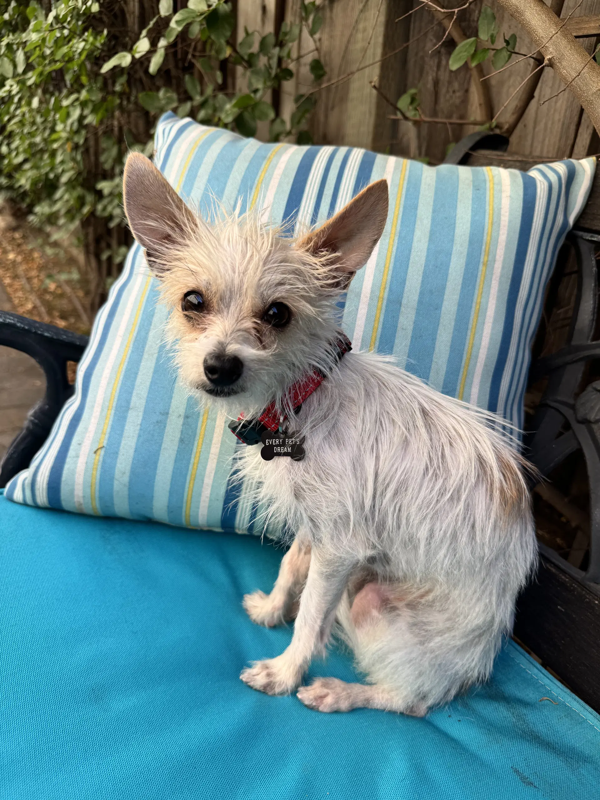 Nico - Terrier