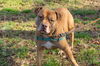 1906-1646 Chocolate (Off Site Foster)