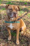1906-1646 Chocolate (Off Site Foster)