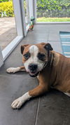 2503-0929 Maya