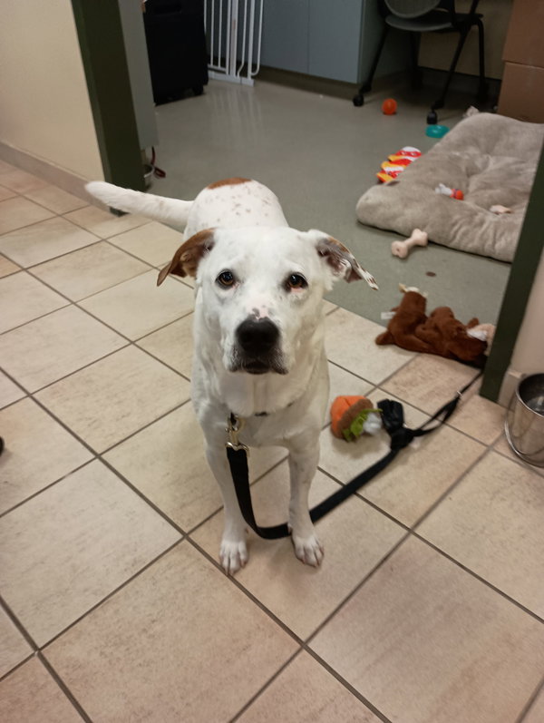 177853 Chip (Off Site Foster)