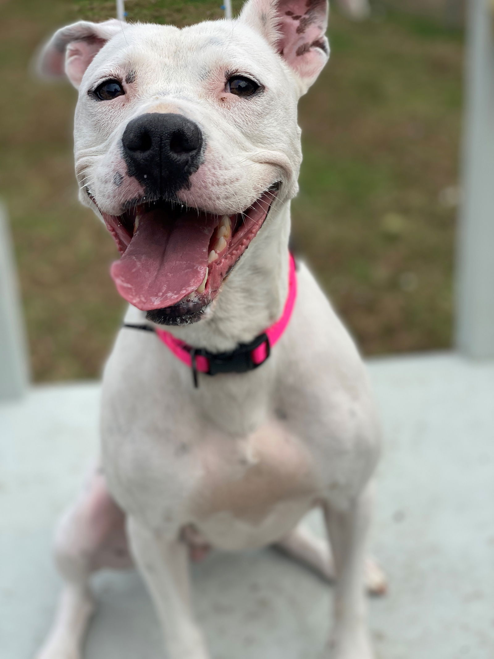 adoptable Dog in VAB, VA named 2407-0741 Abba