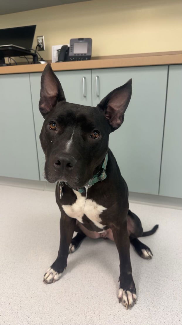 adoptable Dog in VAB, VA named 2404-1149 Moose