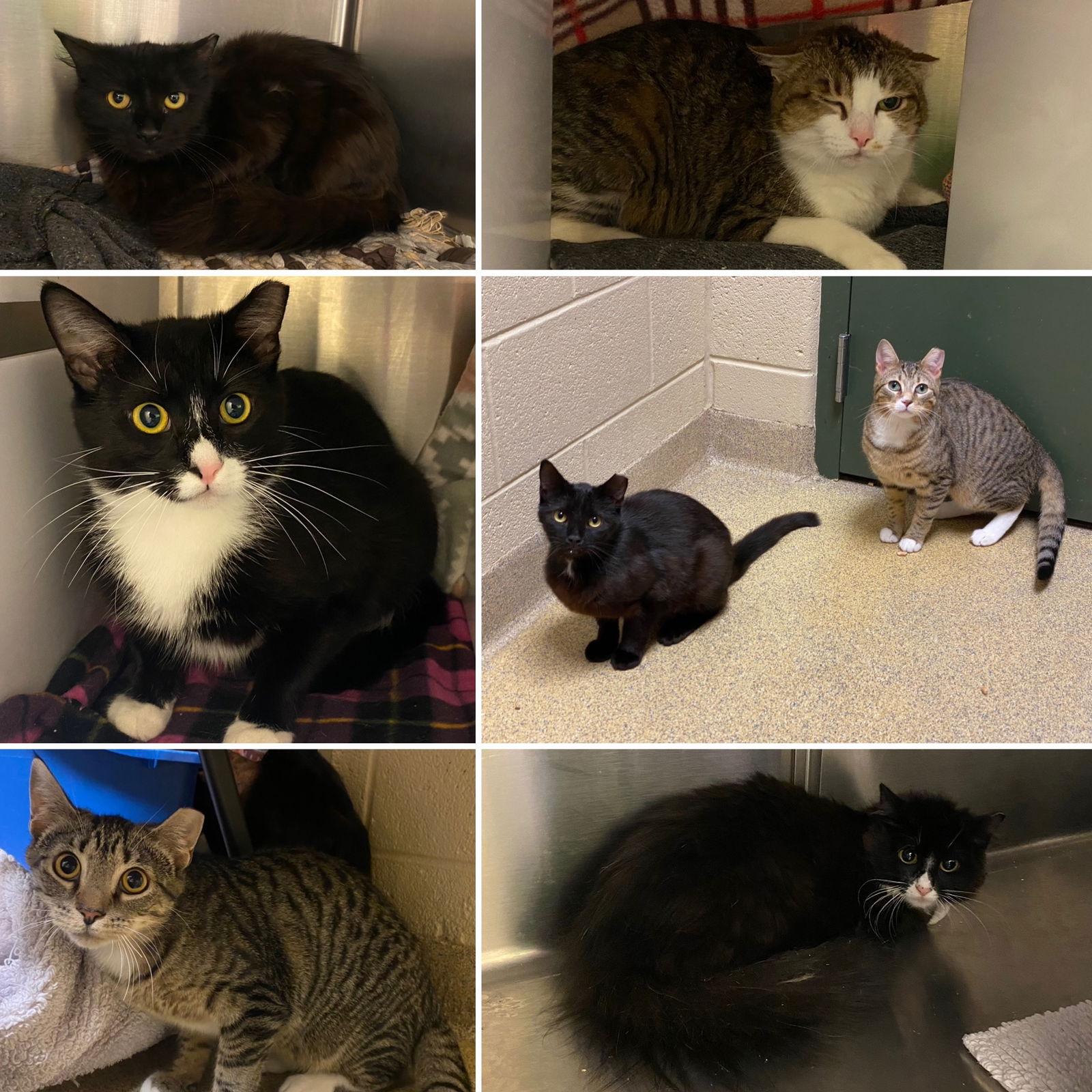 adoptable Cat in VAB, VA named Barn Cats!