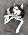 174430 Loki