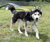 174430 Loki
