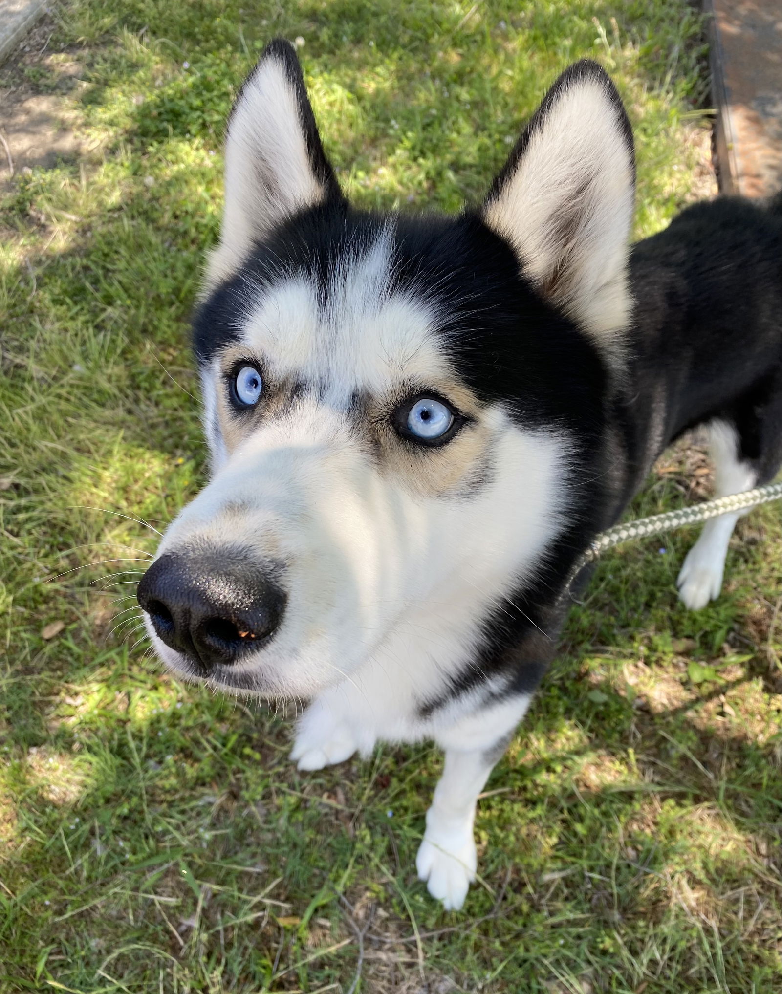 adoptable Dog in VAB, VA named 2409-0883 Loki