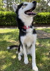 174430 Loki