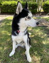 174430 Loki