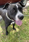 2212-1534 Gypsy