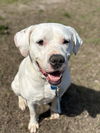 2503-0843 Ghost