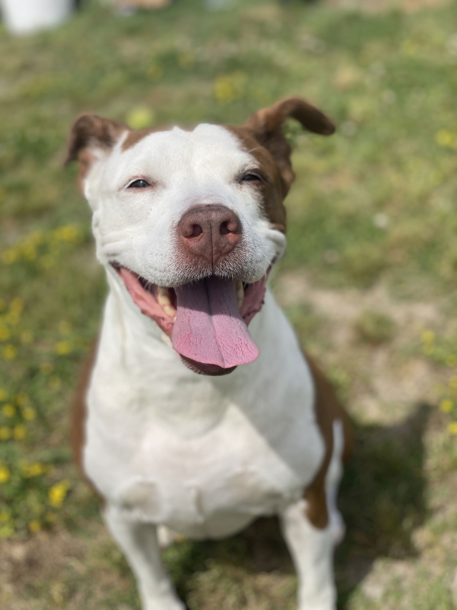 adoptable Dog in VAB, VA named 2405-0884 Kahlua