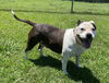 2405-0892 Lily (Off Site Foster)