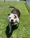 2405-0892 Lily (Off Site Foster)