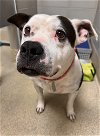 adoptable Dog in vab, VA named 2405-0892 Lily