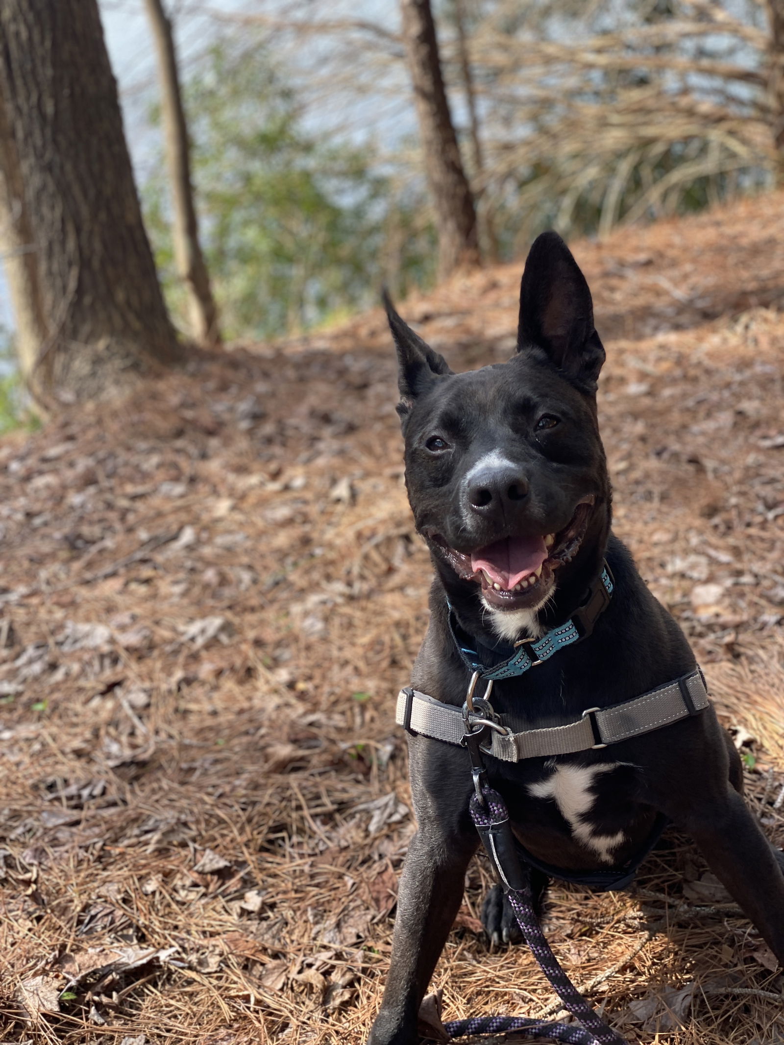 adoptable Dog in VAB, VA named 2309-1547 Dior