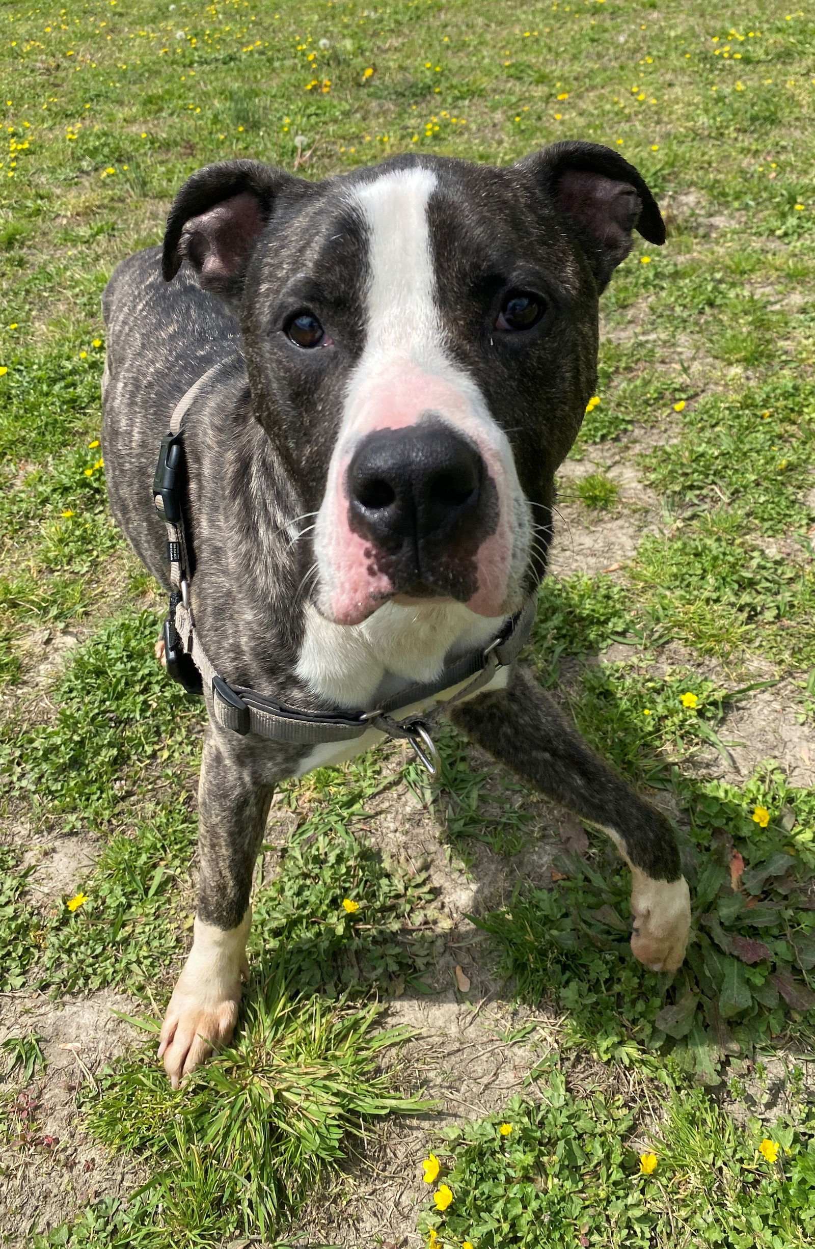 adoptable Dog in VAB, VA named 2403-1222 Psy