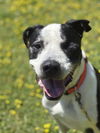 179272 Petey (Off Site Foster)