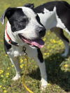 179272 Petey (Off Site Foster)