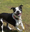 179272 Petey (Off Site Foster)