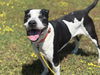 179272 Petey (Off Site Foster)