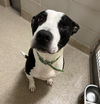 2504-0173 Petey