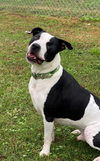 2504-0173 Petey
