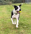 2504-0173 Petey